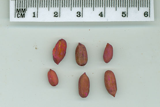 Click for 1 image(s) for this accession. POD